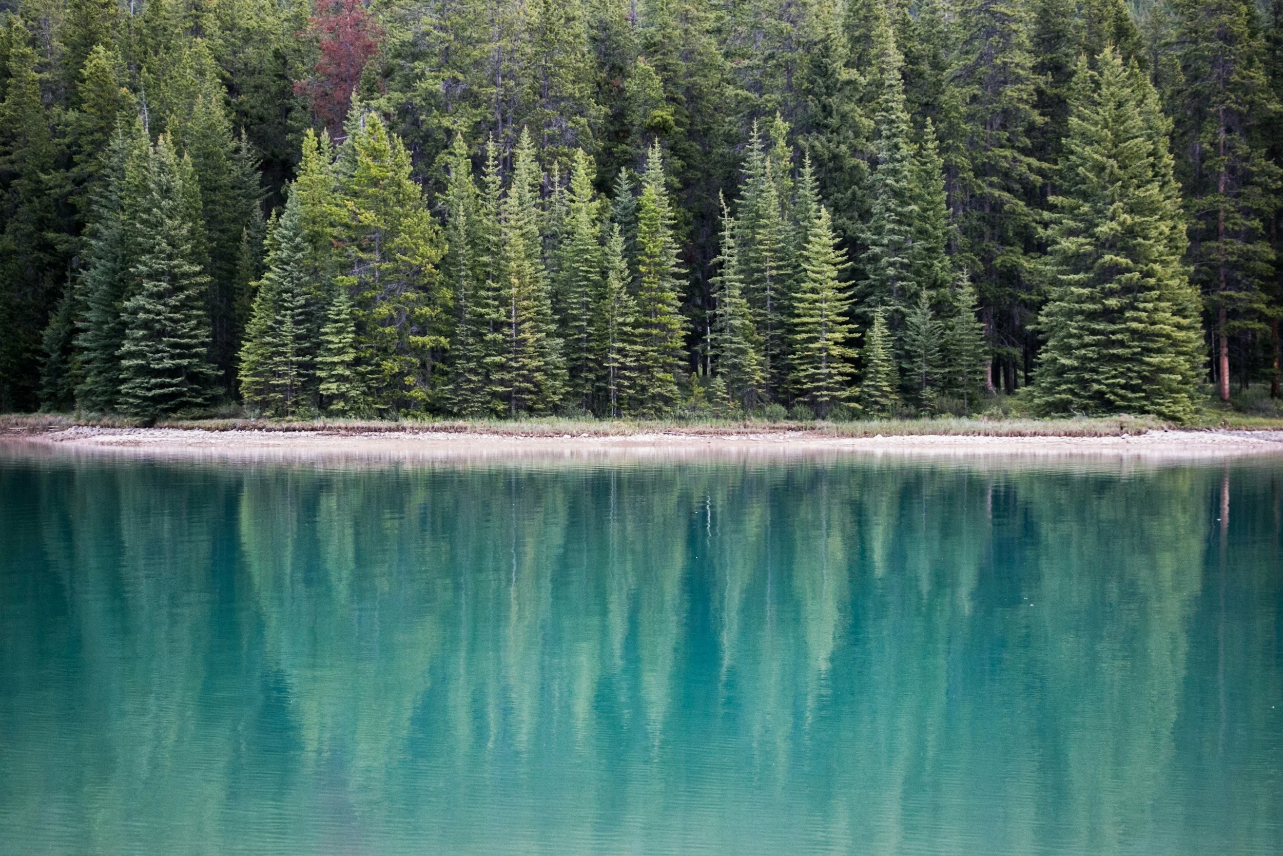 Evergreen trees along a peaceful lake shore