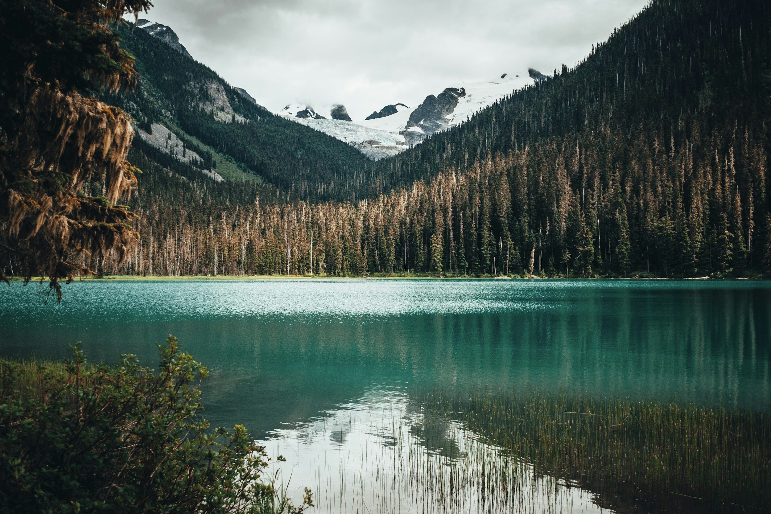 Mountain lake with turquoise water surrounded by pine trees