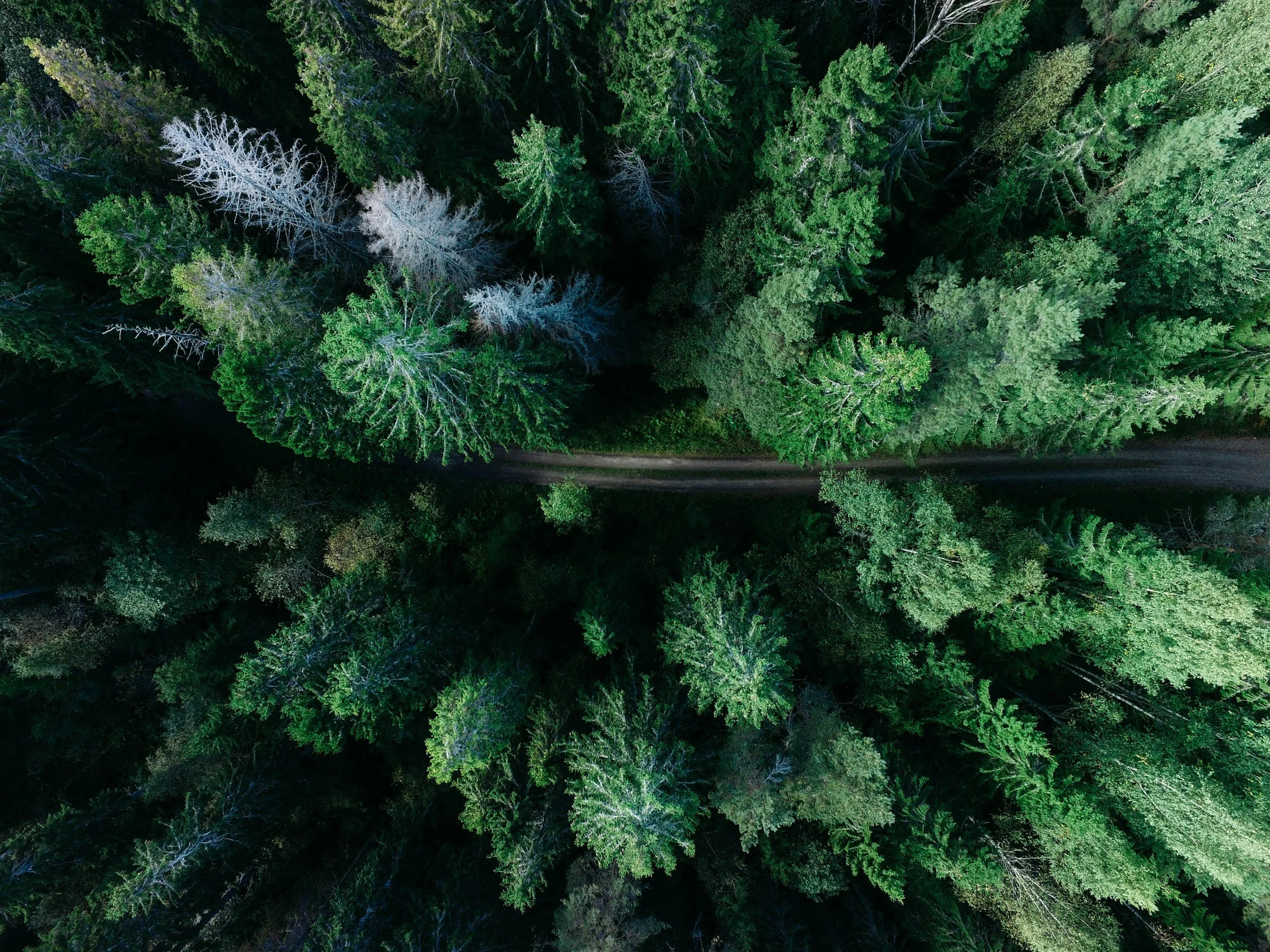 Aerial view of a road winding through an evergreen forest