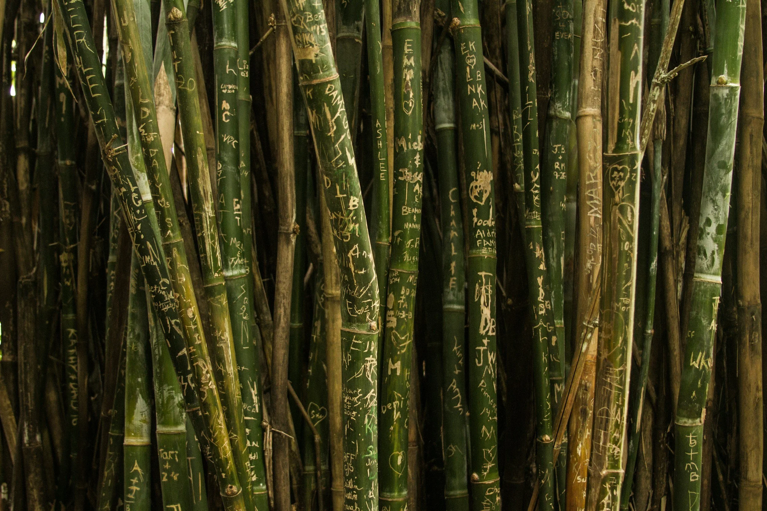 Bamboo stalks in a natural setting